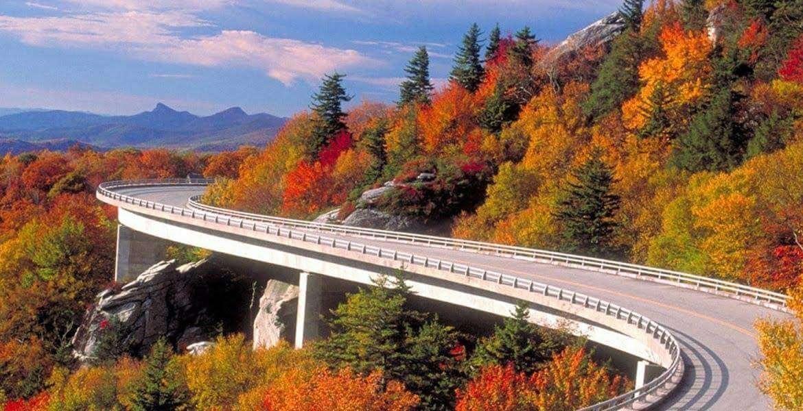 a road with orange-colored trees