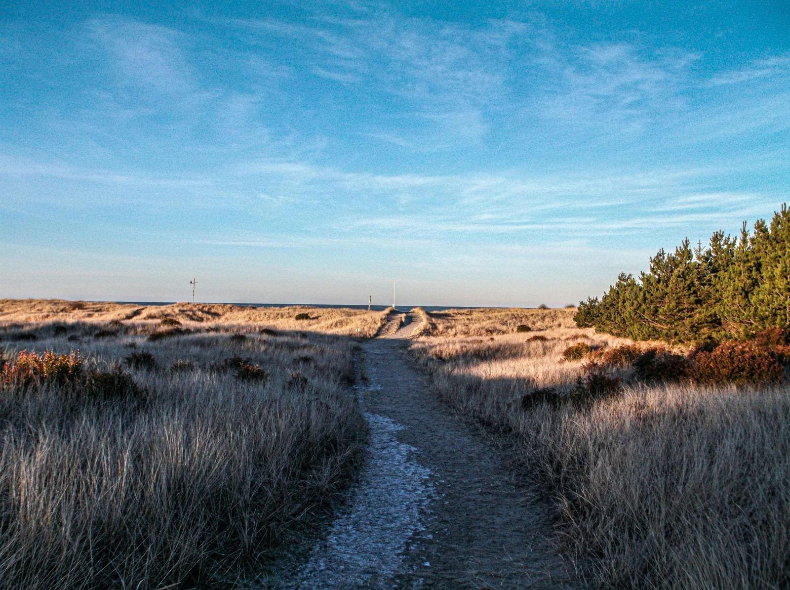 a dirt path in a field with tall grass