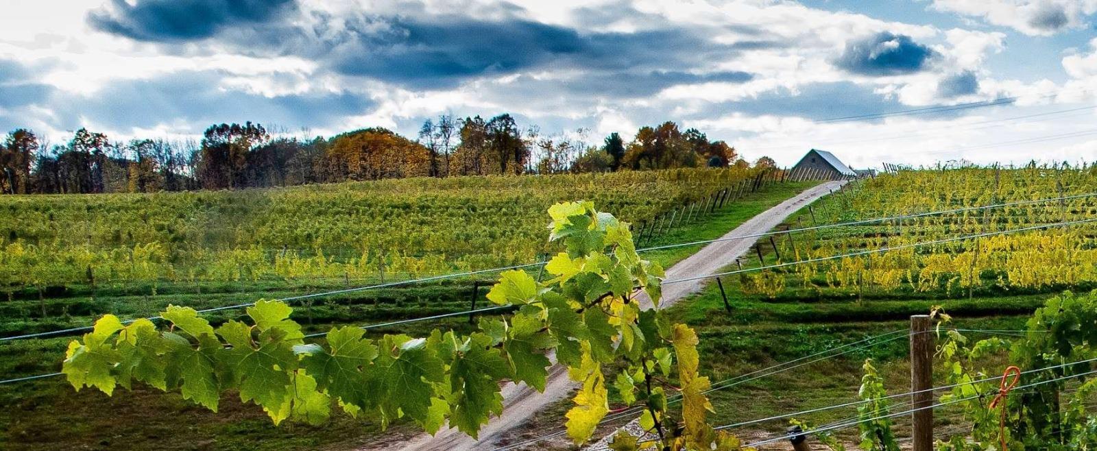 Dablon Vineyards